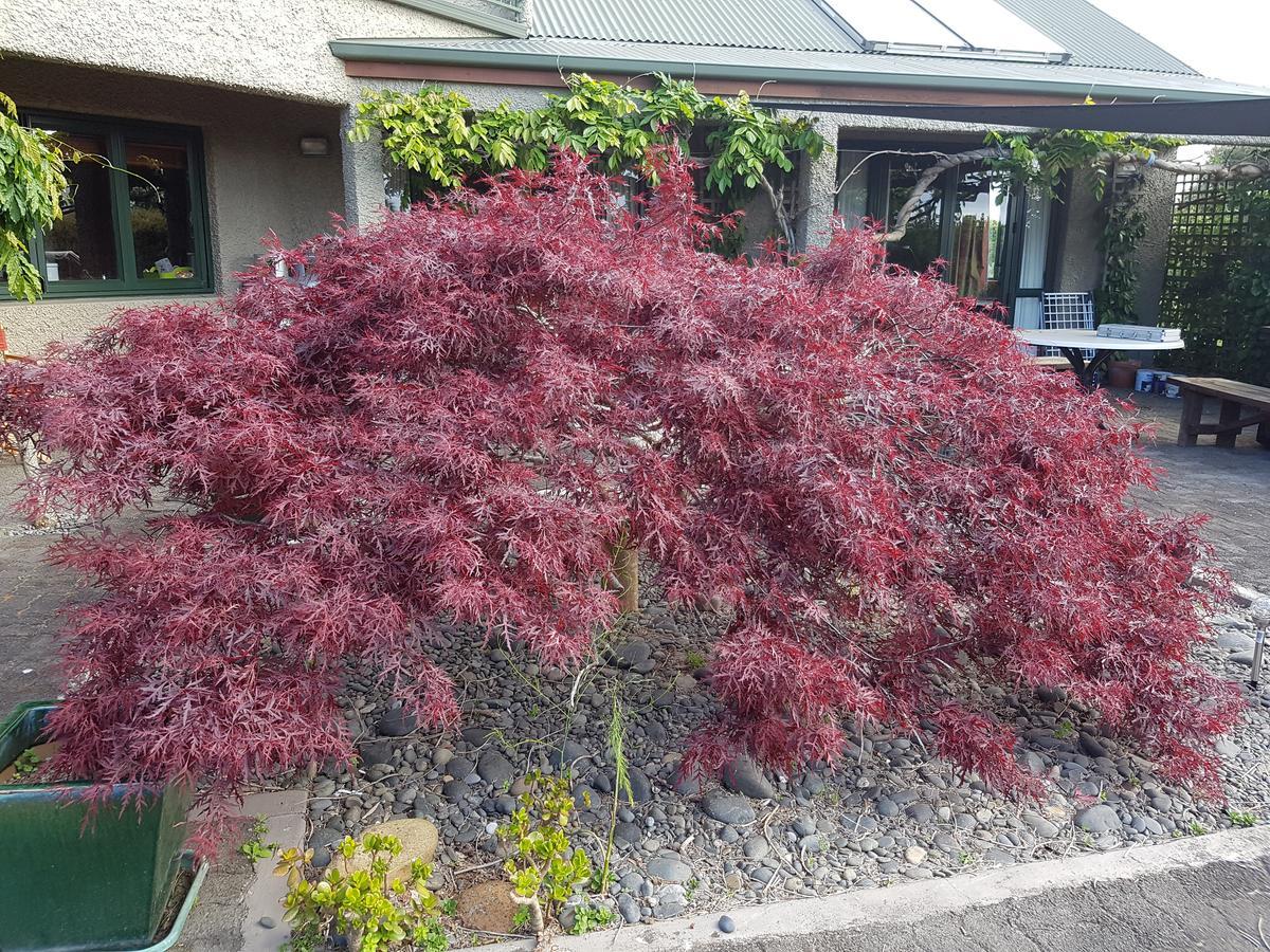 Highgate Bed And Breakfast & Garden Pirongia Extérieur photo